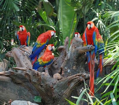 آمار جالب در مورد طوطی ها Fun Facts About Parrots مستعد ترین طوطی های سخنگو