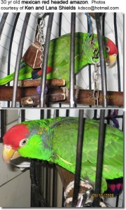 طوطی سر قرمز مکزیکی(Mexican Red Headed Parrots)