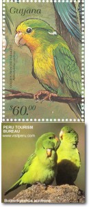 Andean Parakeet