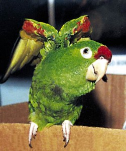 پاراکیت فینسچ (Finsch's Parakeet )