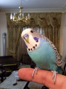 فندق بهترین پرنده ی سخنگو در ایران