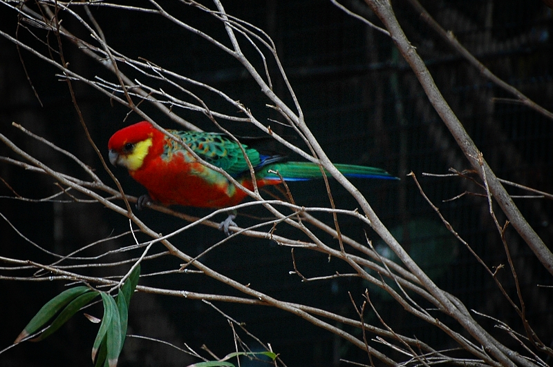 Western_Rosella_in_branches