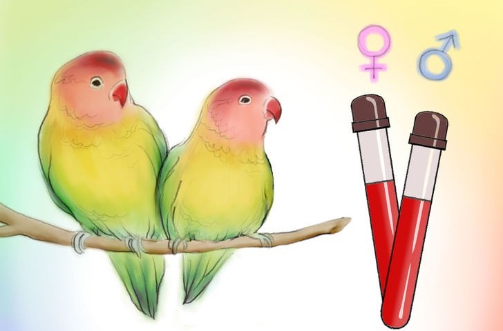 تعیین جنسیت طوطی کوتوله برزیلی