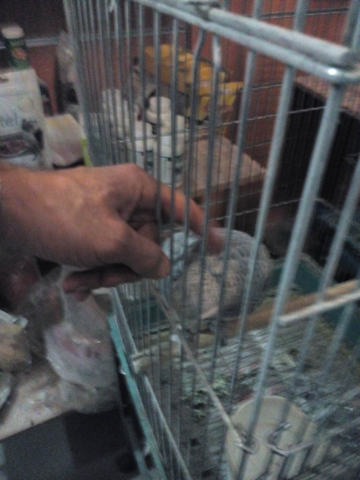 خرید طوطی کاسکو جوان دستی شده و باهوش