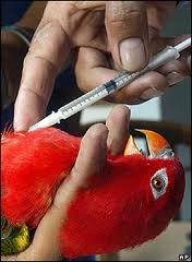واکسیناسیون طوطی سانان و پرندگان