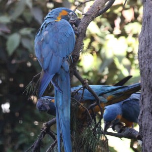ماکائو گلو آبی ( Blue-throated Macaw)