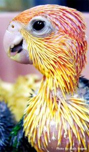 new-pin-feathers1