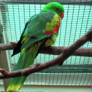 طوطی شانه زیتونی (Olive-shouldered Parrot)