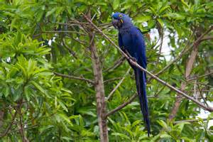 آرا سنبله (Hyacinth Macaw)