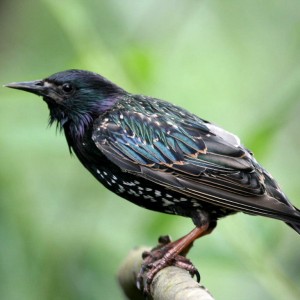 سار معمولی (Common Starling)