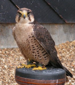 شاهین لانر (Lanner falcon)
