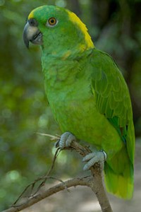 طوطی آمازون پشت گردن زرد (Yellow-naped Amazon)