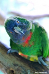 طوطی آمازون گردن قرمز (Red-necked Amazon)