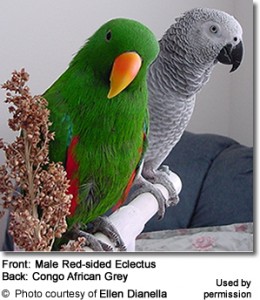 طوطی اکلکتوس گینه نو (New Guinea Eclectus Parrot )