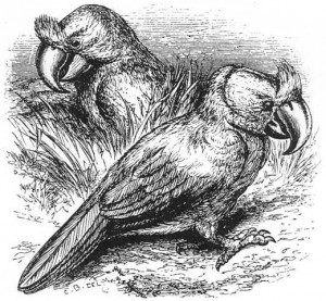 طوطی منقار پهن (Broad-billed parrot)