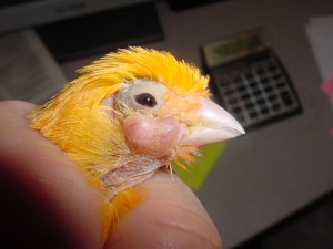 عفونت پوکس ویروس در طوطی (Poxvirus Infections in parrots)