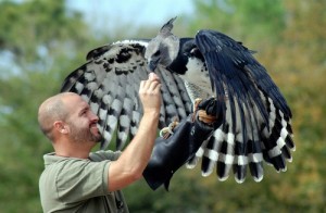 عقاب هارپی (Harpy eagle)