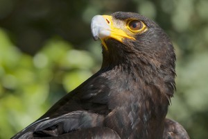 عقاب وروکس (Verreaux's eagle)