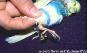 نقرس در طوطی ها (Gout in parrots )