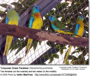 پاراکیت فیروزه ای چمنی (Turquoise Grass Parakeet )